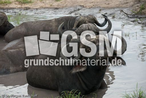 Afrikanischer Büffel (55 von 102).jpg